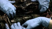 What Hides Beneath